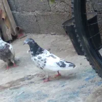 کبوتر ماده