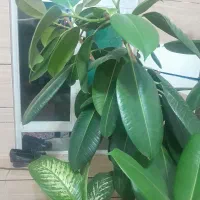 گل خانگی|گل و گیاه طبیعی|لردگان, |دیوار