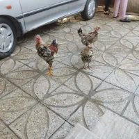 مرغ و خروس