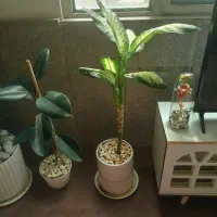 گل ها سالم ومرتب