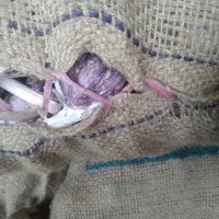 سیر بذری