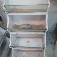 استند تخمه و جا اجیلی