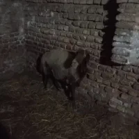 گوسفند جوان
