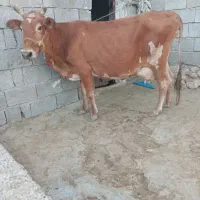 گاو جرسی وگوساله نر