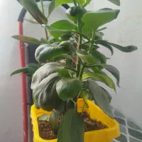 گل قاشقی