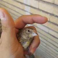جوجه سهره قناری نر