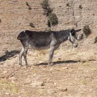 الاغ ماده