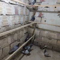 ۷عدد کبوتر  دونه ی ۳۰۰هزارتومان