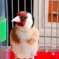 گمشده|حیوانات|دورود, |دیوار