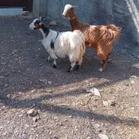 بره میش بز بزغاله