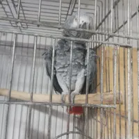 کاسکو نر کلام بالا کارداده