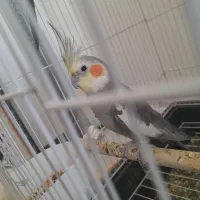 عروس هلندی نر