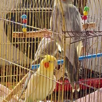 طوطی عروس