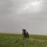 سگه گله ای