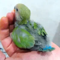 فروش جوجه طوطی کتوله سرلاکی