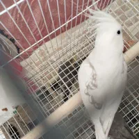 عروس هلندی سخنگو