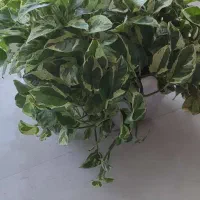 پتوس ارتشی