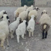 فروش گوسفند و بره ،گوسفند آبستن،و بز و بزغاله