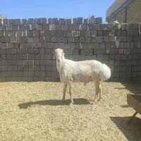 بره قوچ چینی اصل