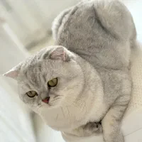 گربه بریتیش نر جفتگیری