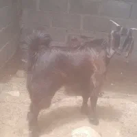 گیسه ماده چاق و سر حال