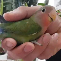 طوطی کوتوله