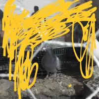 مگس گمشده|حیوانات|زابل, |دیوار