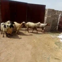 میش|حیوانات مزرعه|چترود, |دیوار