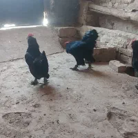 مرغ و خروس وجوجه مرندی