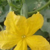 اجاره گلخانه شهرستان قلعه گنج وسایل کامل