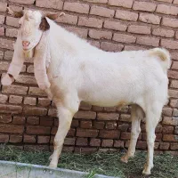 نر بز گلابی