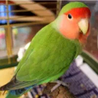 طوطی برزیلی ماده کوتوله ماده