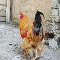 خروس برهما
