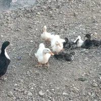 اردک و اردک اسرایلی