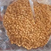 گندم فرانسوی