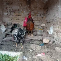 خروس|حیوانات مزرعه|مشهد, شهید معقول|دیوار