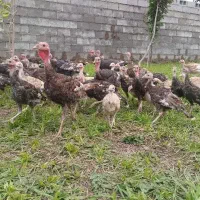 بوقلمون ۶ ماهه و۴ ماهه