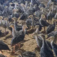 بوقلمون یکماهه