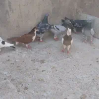 صیدقلدر