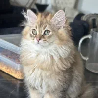 گربه اسکاتیش لانگ هیر گلد