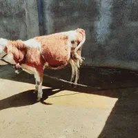گوساله سمینتال