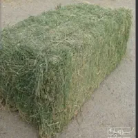 یونجه چین دوم