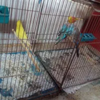 مرغ عشق|پرنده|زارچ, |دیوار
