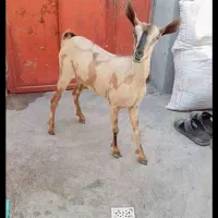 بز ابستن صلاله‌ اصل