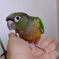 طوطی