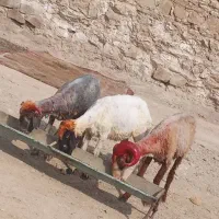 همه باهم 72
