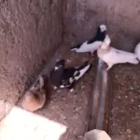 کبوتر