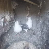 پشتار