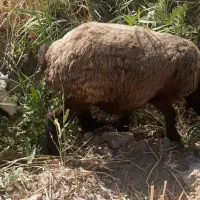 گوسفند