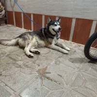 سگ هاسکی نر